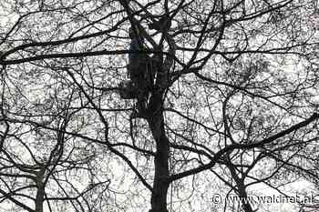 Brandweer belt boomzager om poesje uit hoge boom te redden - WâldNet