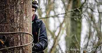 Activisten Sterrebos opgepakt, sommigen nu wel hoog in de boom - Telegraaf.nl