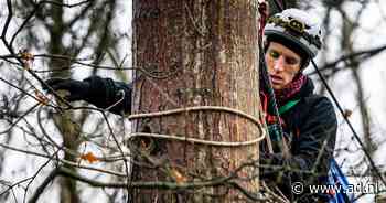 Actievoerder Maarten (31) zit al vier dagen in een boom: 'Zodra ik naar beneden ga, word ik opgepakt' - AD.nl