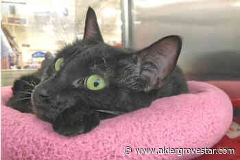 Gaming grants given to Langley people and pets groups – Aldergrove Star - Aldergrove Star