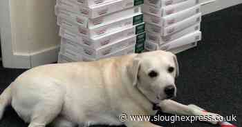 Tributes pour in at Langley school for much-loved therapy dog Alfie - Slough Express