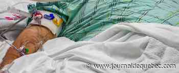 COVID-19: nouvelle baisse des hospitalisations au Québec