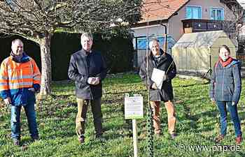 Obstbaumspende: Alte Sorten, neu gepflanzt - Plattling - pnp.de