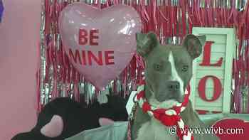 716 Paws celebrates "Pawlentine's Day"