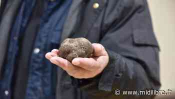Villeveyrac : la première fête de la truffe en images - Midi Libre