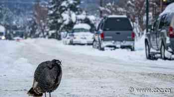 B.C. town takes Tina the turkey under its wing