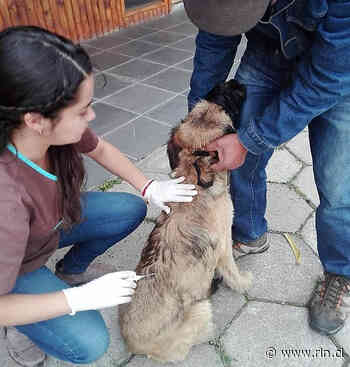 En Puerto Guadal enseñaran sobre cuidados de las mascotas en taller de tenencia responsable - Radio Las Nieves