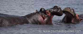 Colombie : les hippos d’Escobar décrétés «invasifs», la chasse bientôt ouverte ?