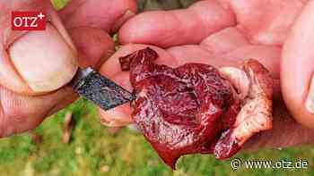 Tödlicher Köder in Hummelshain: Klingen in Fleischstücken