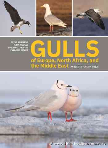Wild Things: Everything you need to know about gulls