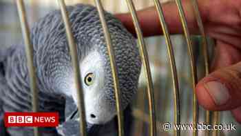 Parrots for sale: The internet's role in illicit trade