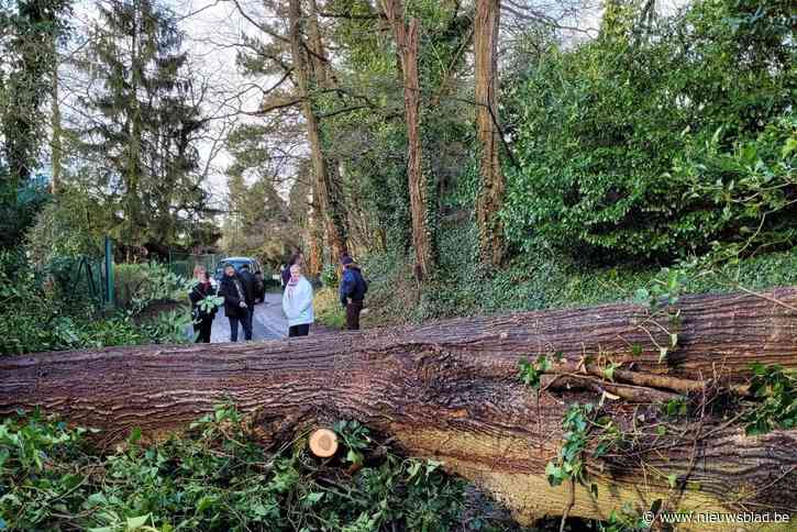 Kolossale acacia valt om en sluit schiereilandje Schildestrand af: twintigtal brandweermannen urenlang in de weer