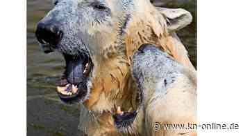 Eisbär Blizzard im Zoo Karlsruhe gestorben - schlechte Nierenwerte