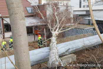 Sturm in Chemnitz: Baum fällt in Hof eines Einfamilienhauses - Freie Presse