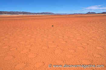 The Secret Science of Fairy Circles