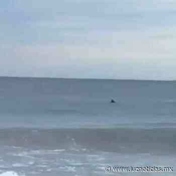 Delfines visitan la Playa Cerritos en Mazatlán - Luz Noticias