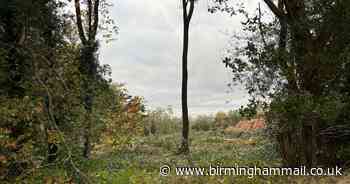 Thousands of trees to be planted in Sutton Coldfield to create new woods - Birmingham Live