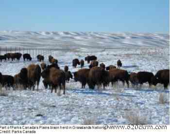 New bison herd established at Key First Nation near Norquay - 620 CKRM.com