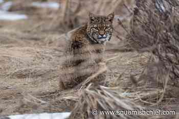 Check out this bobcat spotted in Squamish - Squamish Chief