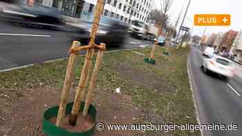 Stürme und Krankheiten: 14.000 Baum-Probleme in Augsburg unerledigt - Augsburger Allgemeine