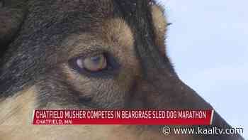 Chatfield musher competes in John Beargrease Sled Dog Marathon - KAAL