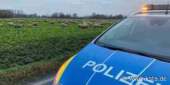 Polizisten hüten 150 entlaufene Schafe in Erwitte - Kölner Stadt-Anzeiger