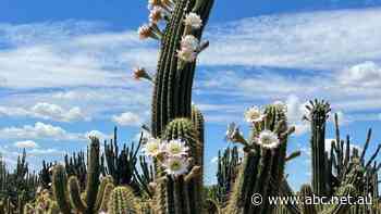 'Everyone thought we were mad': How one man's cactus garden grew into a tourism sensation
