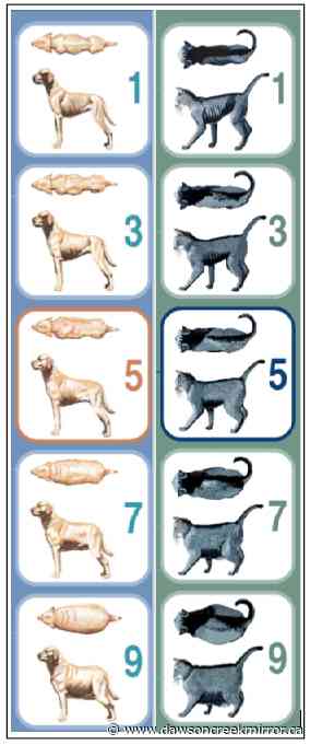 Pet obesity: too much of the good stuff - Dawson Creek Mirror