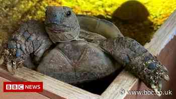 Thornton-Cleveleys tortoise reunited with owner after four years