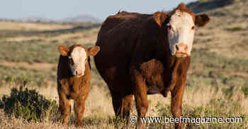 Dry weather affects cow inventory