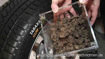 Innovation: Löwenzahn liefert Kautschuk für Autoreifen
