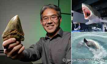 Scientists admit we still have no idea what the megalodon really looked like 