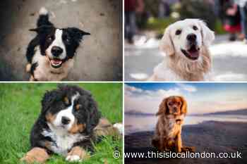 Covid UK: Dog owners issued warning over mystery illness thought to be Covid