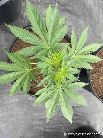 Should Connecticut change mold and yeast levels in medical cannabis? - CT Insider
