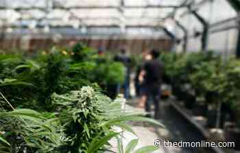 Mississippi legalizes medical marijuana – The Daily Mississippian - Daily Mississippian