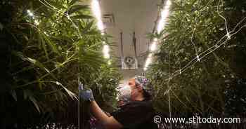 Booming Missouri medical marijuana industry bets on full legalization in 2022 - STLtoday.com