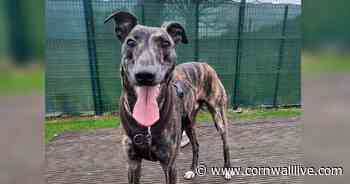 Cornwall housing crisis driving more people to give up dogs, rescue worker says - Cornwall Live