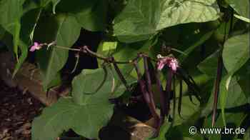 Landestheater Schwaben in Memmingen: "Als die Bohne Achterbahn fuhr" | BR.de - BR24