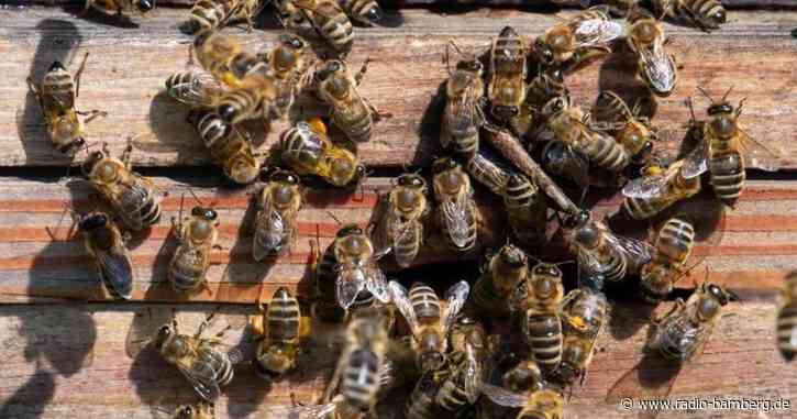 Drei Jahre nach «Rettet die Bienen»: Kritik an Umsetzung