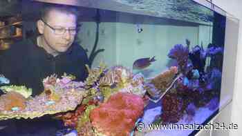 Erfolg mit Clownfisch & Co.: Familie Berghammer hat das Meer nach Heldenstein gebracht