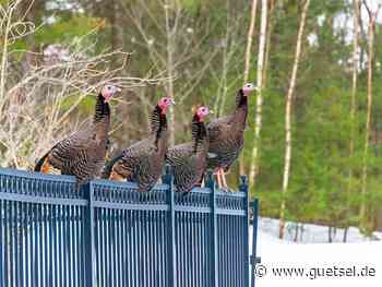 Gütersloh: Ticker, Essen und Trinken in Gütersloh, Februar 2022, Truthahn, Pute, Puten und mehr, Gütsel Online - Gütsel