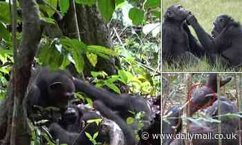 Nature: Chimpanzee mother is spotted applying an INSECT to a wound on her son for the first time