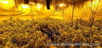 Cannabis plants and £8k in cash found at Sutton home