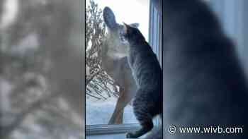 WATCH: Cat and deer meet via window in West Seneca