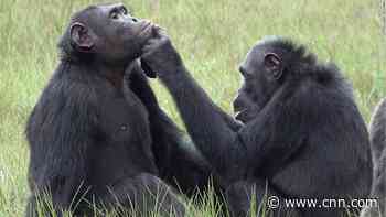 Chimpanzees apply 'medicine' to each others' wounds in a possible show of empathy