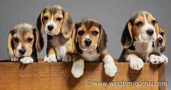 NIH Allegedly Spent $2.5 Million Pumping Beagles Full of a Deadly Drug, Congress Investigating