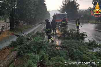 Maltempo, vari interventi dei vigili del fuoco per alberi caduti - MateraLife