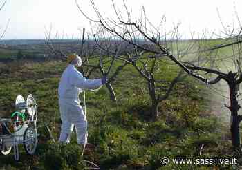 A Matera e Metaponto la terza edizione della “Winter School sulla sperimentazione nella difesa fitosanitaria” - Sassilive.it
