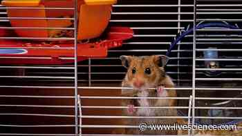 Pet hamsters sparked a coronavirus outbreak in Hong Kong - Livescience.com