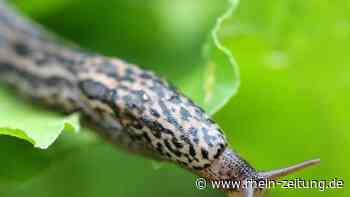 Im Gemüsebeet: Was im Winter gegen Nacktschnecken hilft - Rhein-Zeitung